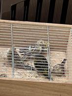 Kanaries en kooien tekoop., Dieren en Toebehoren, Vogels | Kanaries, Meerdere dieren, Kleurkanarie