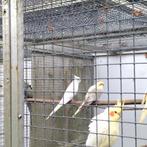 Broedkoppel valkparkieten, Dieren en Toebehoren, Meerdere dieren, Parkiet