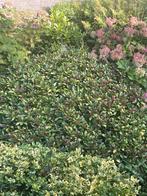 Skimmia struik, Ophalen of Verzenden, Overige soorten