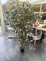 Kunst Ficus - Mooie Decoratie!, Ficus, 100 tot 150 cm, In pot, Groene kamerplant