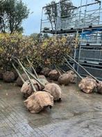 Dakbomen Liquidambar (Amberboom) Stam 20/25 mooie zware bome, Tuin en Terras, Planten | Bomen, In pot, Dakboom, Ophalen of Verzenden