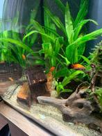Platy’s 5 voor 7.50, Dieren en Toebehoren, Vis, Zoetwatervis