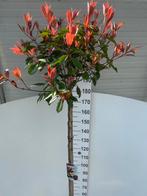 Photinia red Robin op 180cm stam, Tuin en Terras, Halfschaduw, Klimplanten, Ophalen