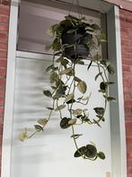 Scindapsus pictus’ Silvery Ann’, Ophalen of Verzenden, Overige soorten, Minder dan 100 cm