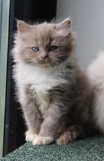🌈 100% ragdoll kittens 💟, Dieren en Toebehoren, Katten en Kittens | Raskatten | Langhaar, Meerdere dieren, Ontwormd, 0 tot 2 jaar