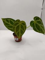 Anthurium crystalianum stekje 1, Ophalen, Halfschaduw, Minder dan 100 cm