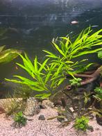 Aquascape spullen, Dieren en Toebehoren, Ophalen of Verzenden, Zo goed als nieuw, Plant(en), Steen of Hout
