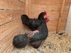 4 kweekhenne australorp showkwaliteit OPHALEN HASSELT BELGIE, Dieren en Toebehoren, Vrouwelijk, Kip