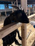 Hamel ongeveer 6 jaar, Dieren en Toebehoren, Schapen, Geiten en Varkens, Mannelijk, Geit