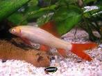Labeo Frenatus Albino - Koidream Valburg, Vis, Zoetwatervis, Schoolvis