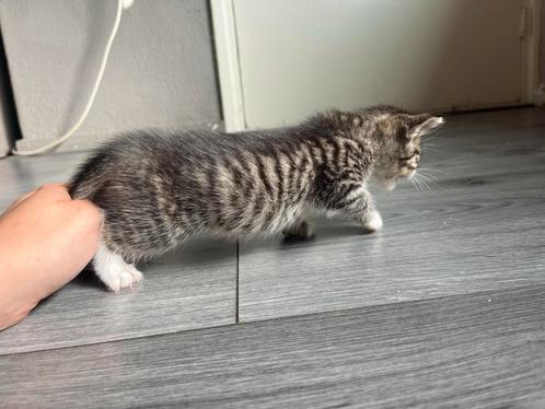 X Bengaal kittens mogen 30 september naar nieuw huisje, Dieren en Toebehoren, Katten en Kittens | Overige Katten, Kortharig, Poes