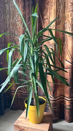 Yucca, zelf gekweekt, 145 cm hoog, Ophalen, 100 tot 150 cm, Overige soorten, Halfschaduw