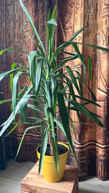 Yucca, zelf gekweekt, 145 cm hoog beschikbaar voor biedingen