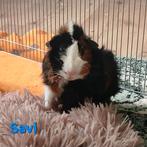 Knappe driekleur borstel Castraat, Dieren en Toebehoren, Knaagdieren, Mannelijk, Tam, Maart, Cavia