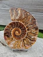 Gave geopaliseerde ammoniet helft, Verzamelen, Mineralen en Fossielen, Ophalen of Verzenden, Mineraal