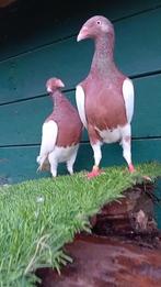 Te koop, Dieren en Toebehoren, Vogels | Duiven, Mannelijk