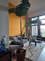 Strelitzia Nicolai (Paradijsvogelplant), Tuin en Terras, Planten | Tuinplanten, Volle zon, Vaste plant, Bloeit niet, Ophalen