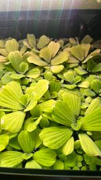 Drijfplanten aquarium, Ophalen of Verzenden, Zo goed als nieuw, Plant(en), Steen of Hout