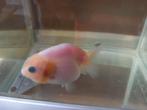 Ranchu, Dieren en Toebehoren, Vis