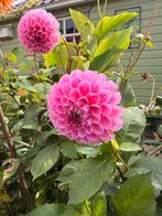Bloembol Dahlia knol roze pompon sweet fabienne, Tuin en Terras, Bloembollen en Zaden, Ophalen of Verzenden, Volle zon, Knol