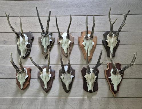 10 Mooie Ree Geweien Samen € 80 Jacht Mancave Veluwe No c4, Verzamelen, Dierenverzamelingen, Gewei of Kop, Hert, Ophalen of Verzenden