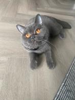 Britse korthaar, Dieren en Toebehoren, Poes, Gechipt