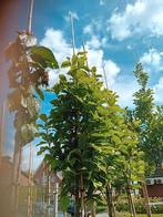 Magnolia kobus boom, Overige soorten, Lente, 250 tot 400 cm, Ophalen