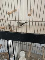 loodbekjes, Meerdere dieren, Tropenvogel, Geringd