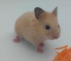 Goudhamster Alexa Baby pup van 4 weken oud, Dieren en Toebehoren, Hamster, Vrouwelijk, Tam, September