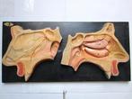 Antiek Medisch anatomisch model neus uitneembar Louis Meusel, Ophalen of Verzenden