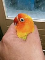 Prachtige agapornis fisheri lovebird pastelino man, Dieren en Toebehoren, Vogels | Parkieten en Papegaaien, Mannelijk, Dwergpapegaai of Agapornis