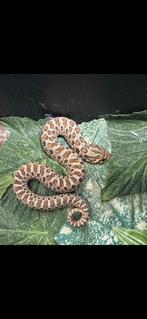 Haakneus, Dieren en Toebehoren