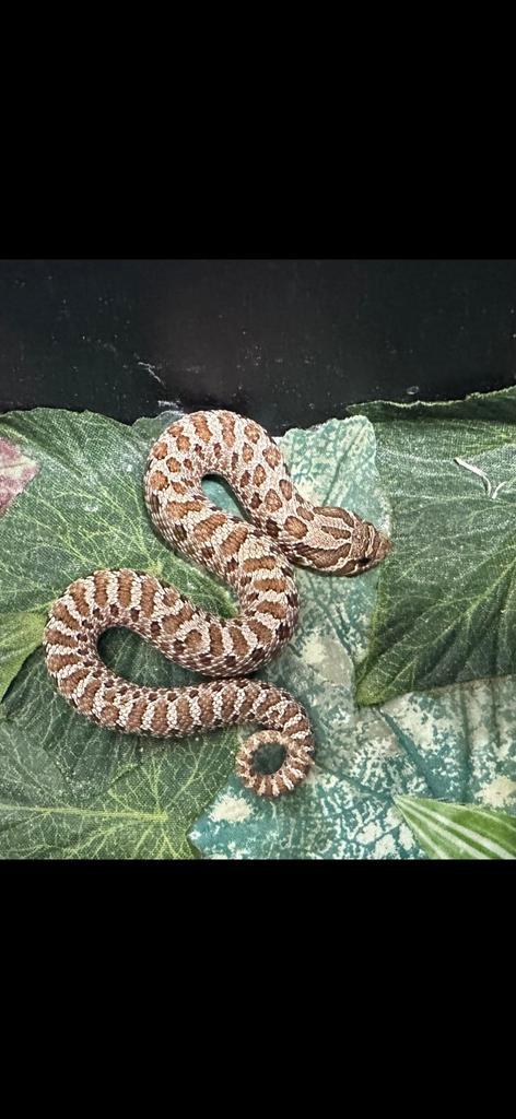 Haakneus, Dieren en Toebehoren, Reptielen en Amfibieën