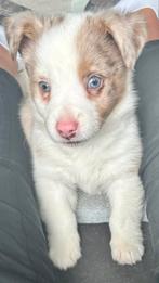 Auggie pup zoekt nog een huisje, Dieren en Toebehoren, Honden | Niet-rashonden, CDV (hondenziekte), 8 tot 15 weken, Meerdere, Meerdere dieren