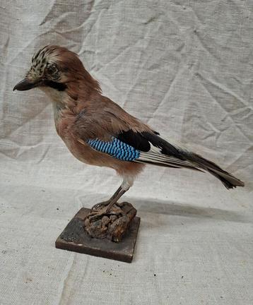 Opgezette Vlaamse Gaai - Prachtig Decoratiestuk beschikbaar voor biedingen