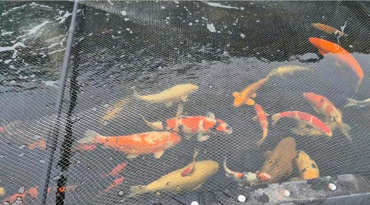 Kois te koop, koi karper, Dieren en Toebehoren, Vissen | Vijvervissen, Karper of Koi