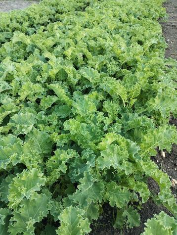 boerenkoolplanten kool planten boerenkool sperziebonen  beschikbaar voor biedingen