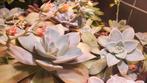 Echeveria graptopetalum verschillende vetplant succulent, Huis en Inrichting, Kamerplanten, Minder dan 100 cm, Volle zon, Ophalen
