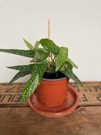 Polkadotplant Polkadot Begonia Stippenplant Kamerplant, Huis en Inrichting, Kamerplanten, Ophalen, Halfschaduw, Minder dan 100 cm