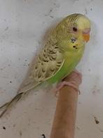 dun fallow, Dieren en Toebehoren, Vogels | Parkieten en Papegaaien, Vrouwelijk, Parkiet