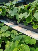 STEK KOMKOMMER Tatlı Biber Fidan Moestuin Volkstuin Tuin, Volle zon, Groenteplanten, Eenjarig, Ophalen of Verzenden