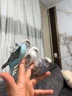 Lieve tamme hagaromo grasparkietjes, Dieren en Toebehoren, Meerdere dieren, Parkiet, Tam