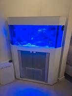 Compleet zeeaquarium, Dieren en Toebehoren, Ophalen, Zo goed als nieuw, Gevuld zeewateraquarium