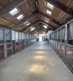 Stalling vrij bij Manege de Dollard te Winschoten, Dieren en Toebehoren, Stalling en Weidegang, Stalling, 4 paarden of pony's of meer