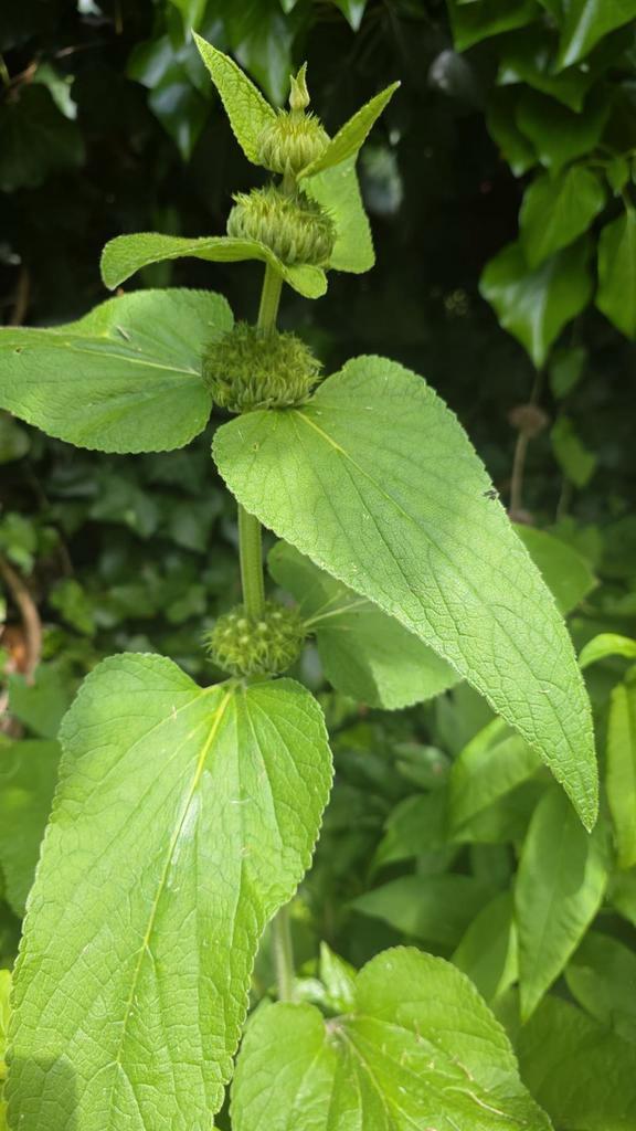 Tuinplanten aangeboden, Tuin en Terras, Planten | Tuinplanten, Overige soorten, Volle zon, Zomer, Ophalen