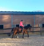 Lieve Dressuur/Fokmerrie(Florestan x Rubinstein), Dieren en Toebehoren, Paarden, Merrie, 165 tot 170 cm, Dressuurpaard, 11 jaar of ouder