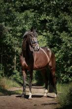 Grote, zwarte 5-jarige ruin te koop (Jameson RS2 x Gribaldi), Dieren en Toebehoren, Paarden, 175 cm of meer, B, Gechipt, Ruin