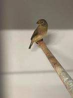 Binsenastrilde, Dieren en Toebehoren, Vogels | Overige Vogels, Meerdere dieren