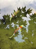 Koi,s, Dieren en Toebehoren, Vissen | Vijvervissen, Karper of Koi