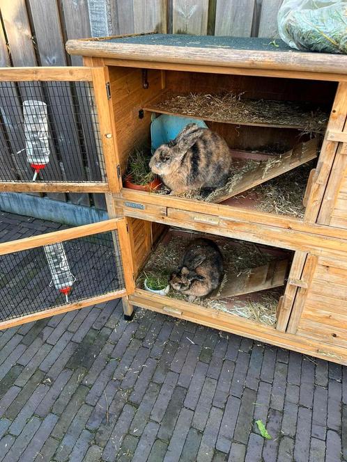 Gratis af te halen, 2 vrouwtjes konijnen met hok enz, Dieren en Toebehoren, Konijnen, Middelgroot, Vrouwelijk, 6 tot 8 jaar